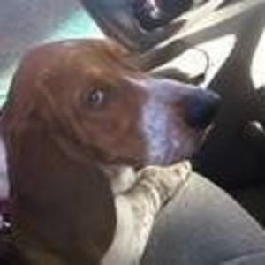 Meet your Posher, George